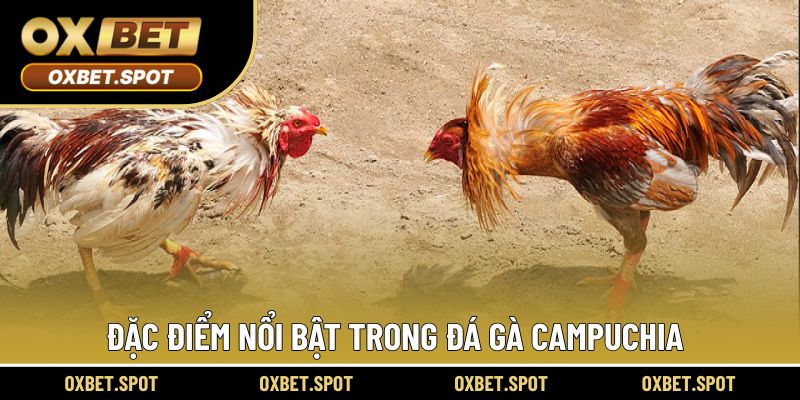 Đặc điểm nổi bật trong trải nghiệm xem đá gà