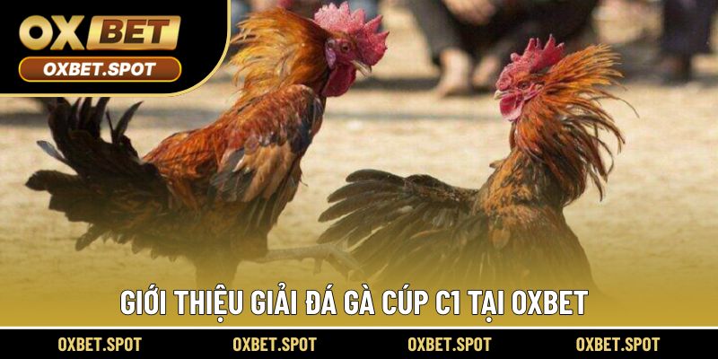 Giới thiệu thông tin thi giải đá gà cúp C1