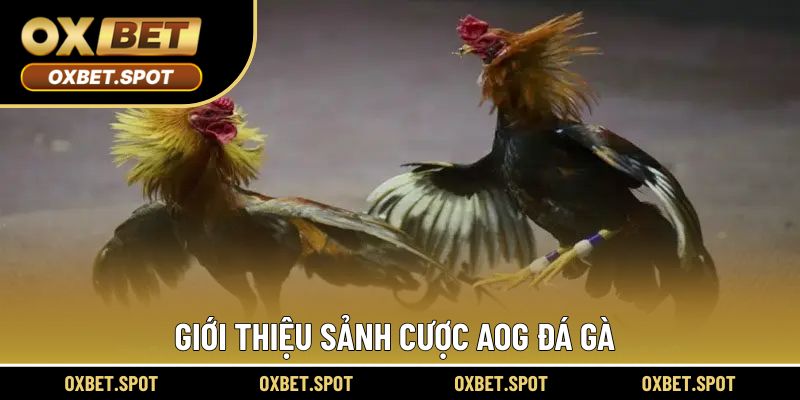 Thông tin cơ bản cho sảnh AOG hấp dẫn