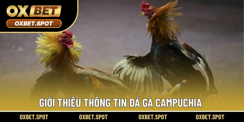 Đôi nét thông tin cho bộ môn đá gà tại Campuchia