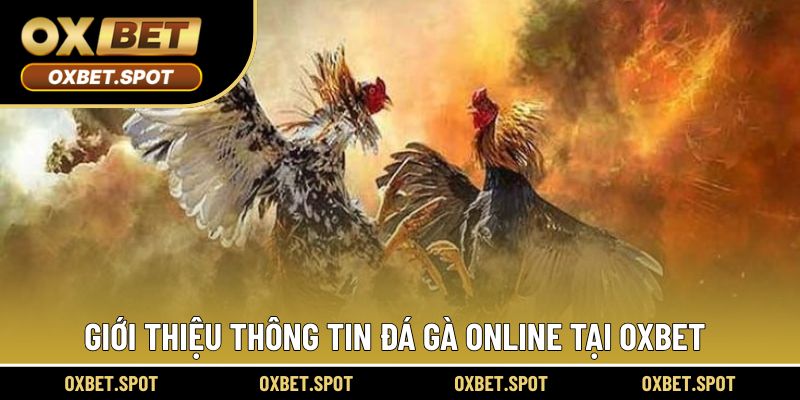 Giới thiệu bộ môn đá gà online tại OXBET
