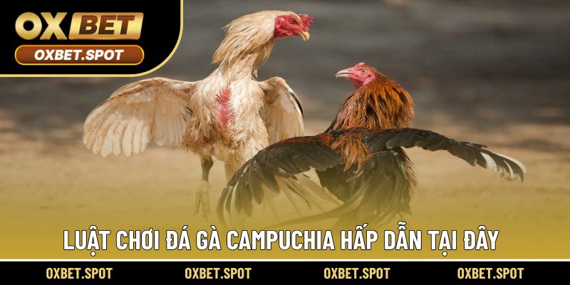 Luật chơi trải nghiệm cược đơn giản trong chiến kê Campuchia