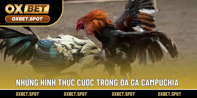 Những hình thức cược thú vị trong trận đấu gà Campuchia