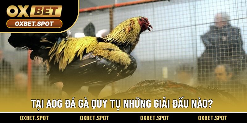 Tại đây quy tụ đa dạng giải đấu chất lượng để trải nghiệm